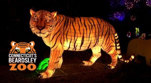 Connecticut’s Beardsley Zoo Glow Wild Lantern Festival