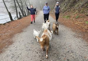 Goat Walk at Steep Rock Preserve on New Years Day