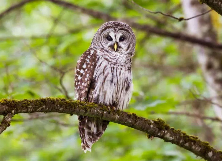 SuperbOWL Sunday at Stamford Museum & Nature Center