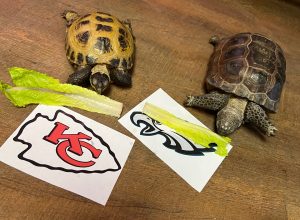 Beardsley Zoo's Turtles and Tortoises Pick the Super Bowl Winner