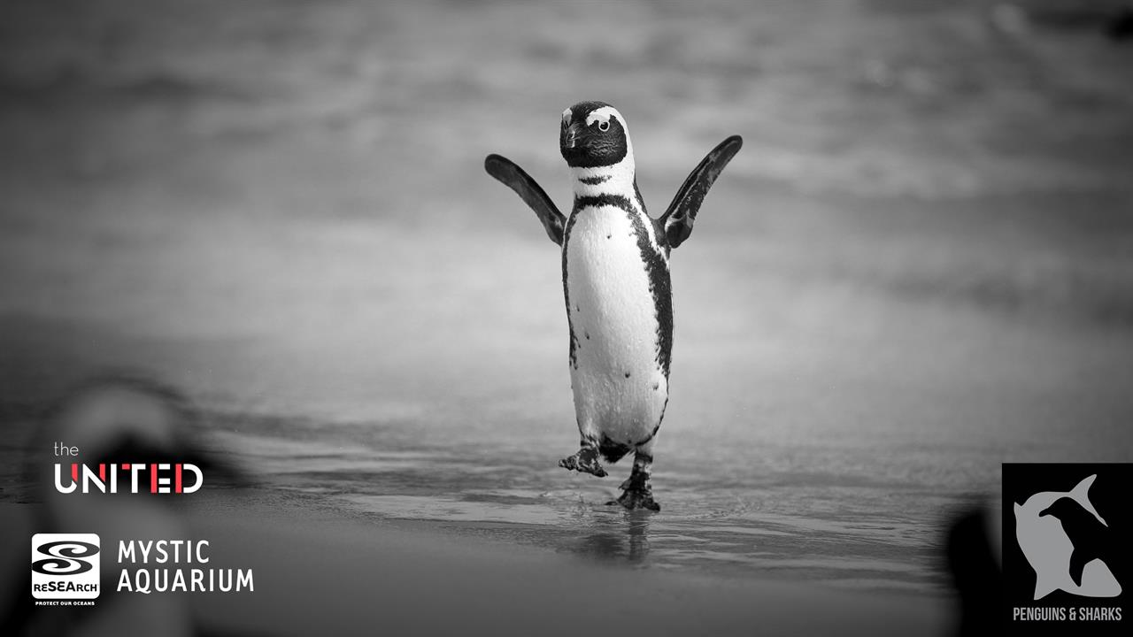 Penguin-Palooza at the Mystic Aquarium