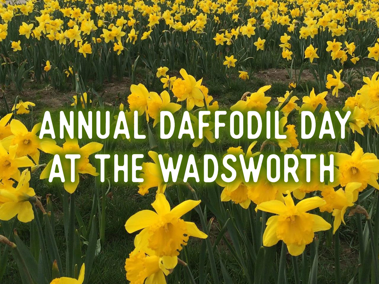 Annual Daffodil Day at the Wadsworth Mansion Middletown