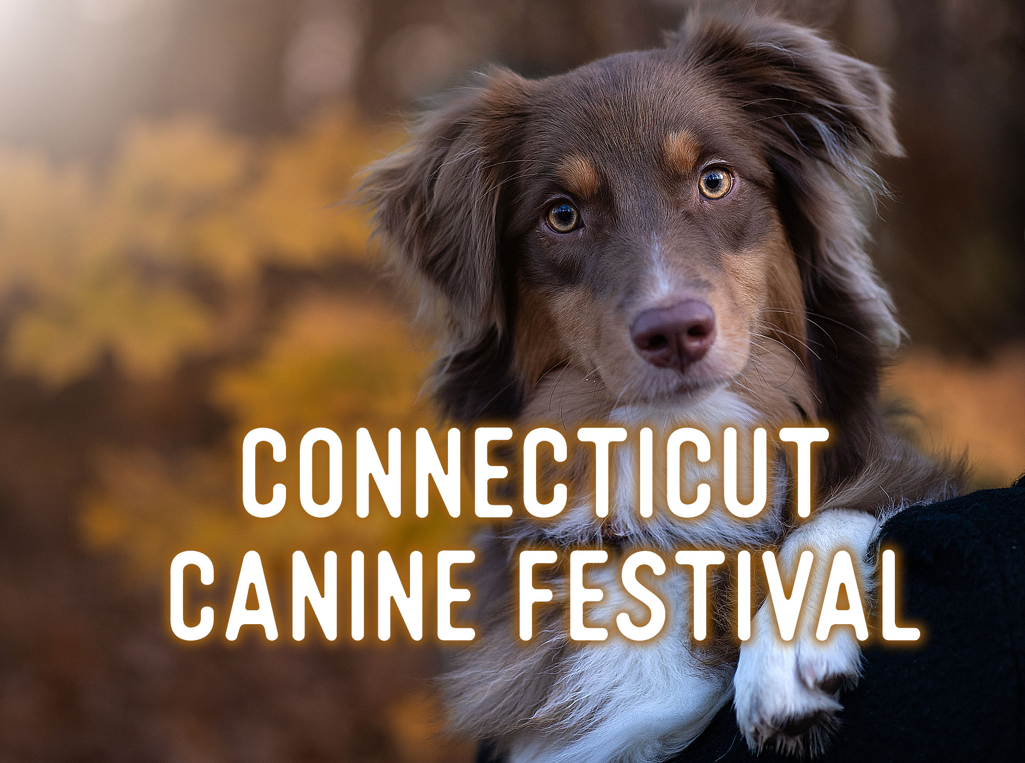 Connecticut Canine Festival at Priam Vineyards