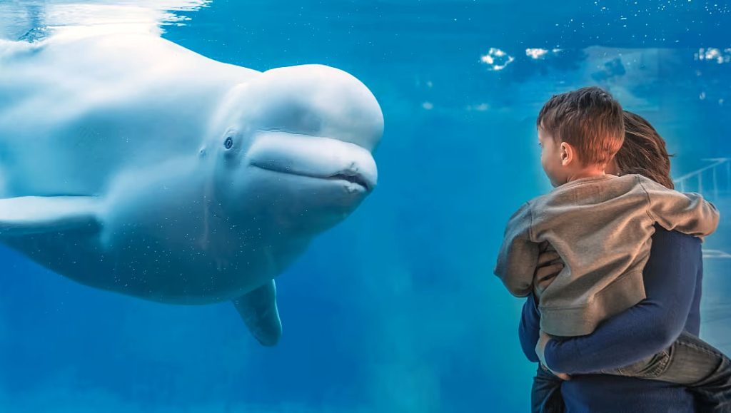 All About Mystic Aquarium - Kids in Connecticut