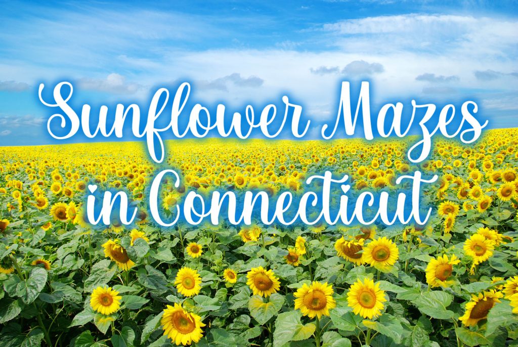 Sunflowers Mazes and Festivals in Connecticut Kids in Connecticut