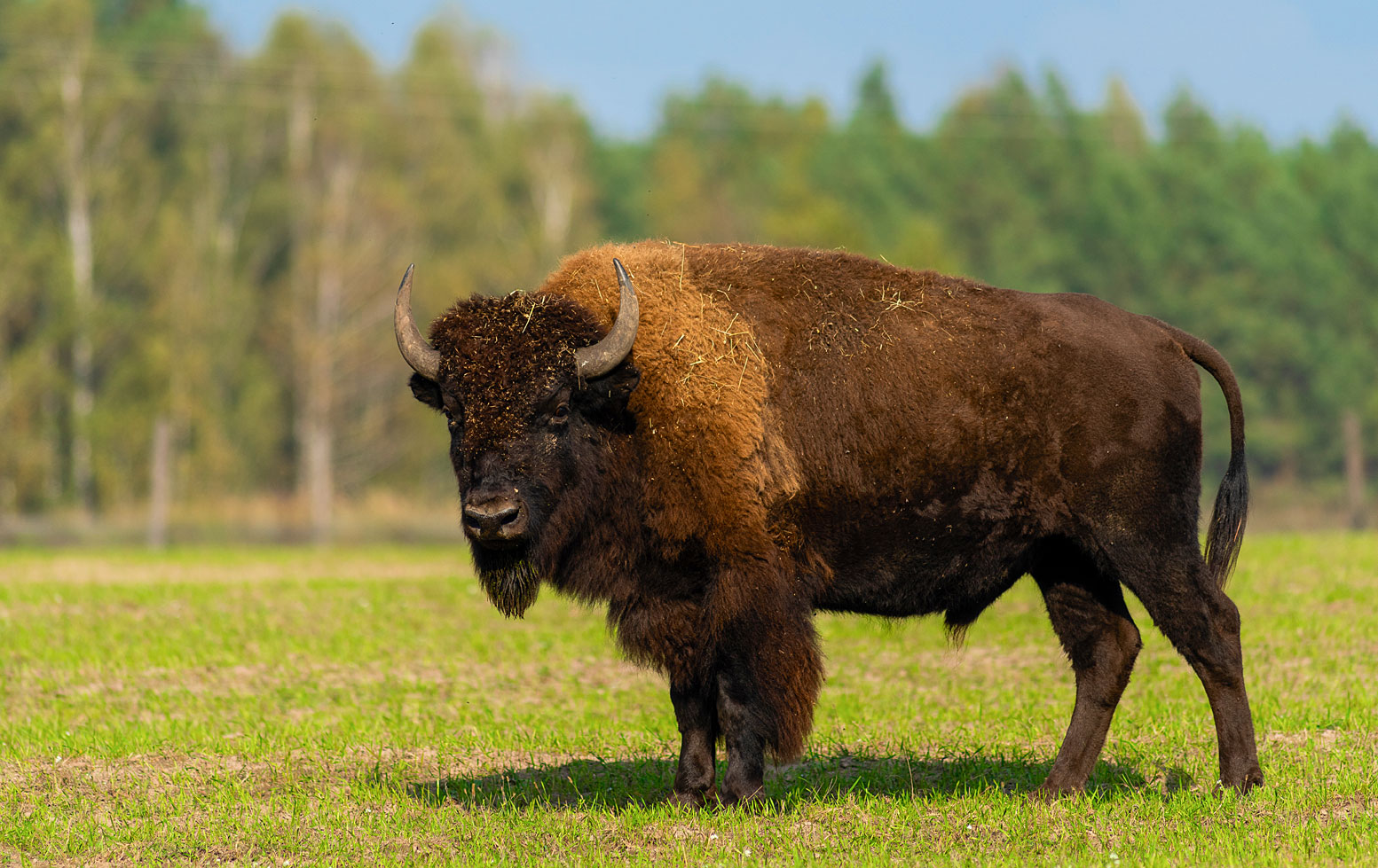 Bisons on the Preserve, Brooklyn, Connecticut