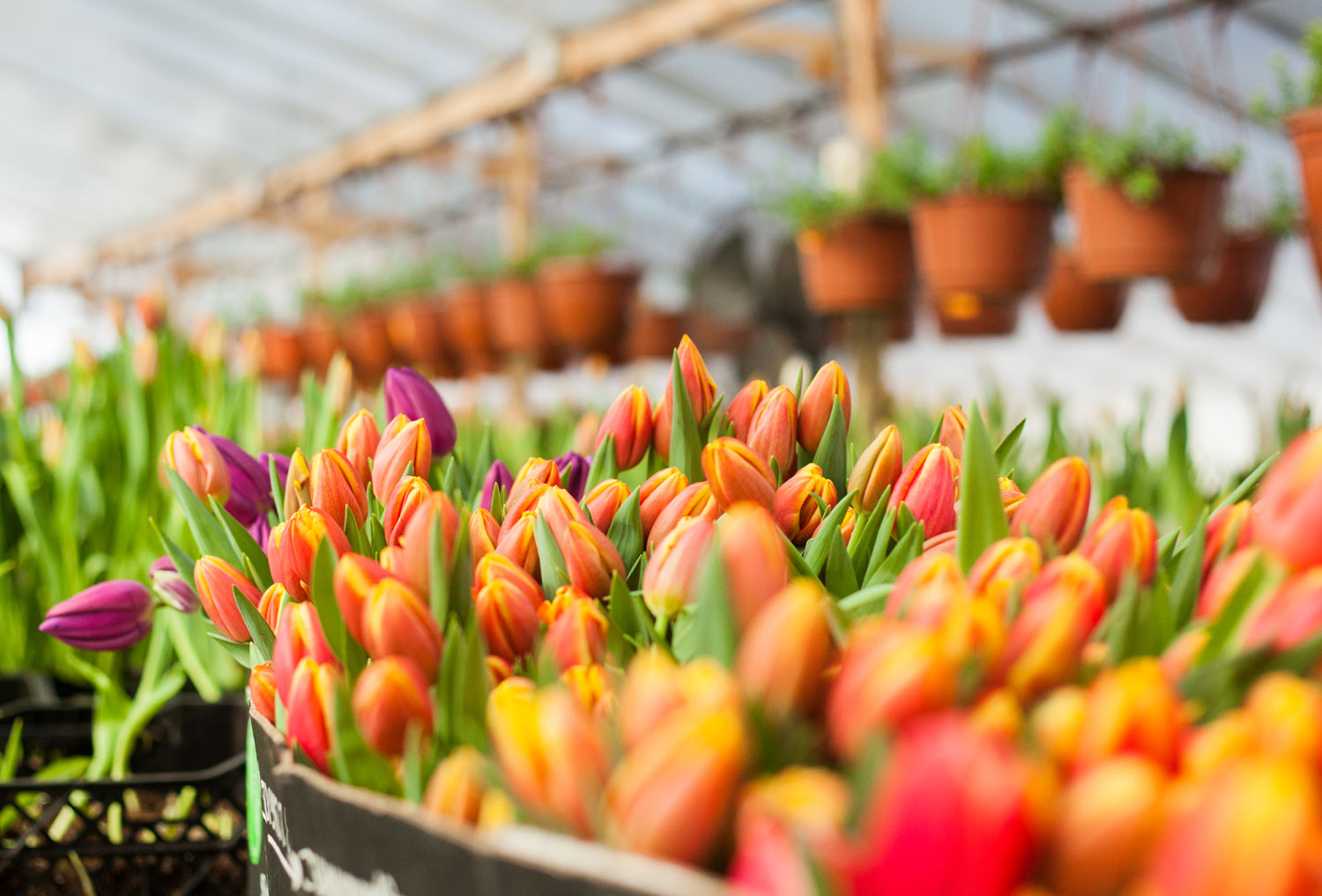 The Elizabeth Park Spring Flower Show